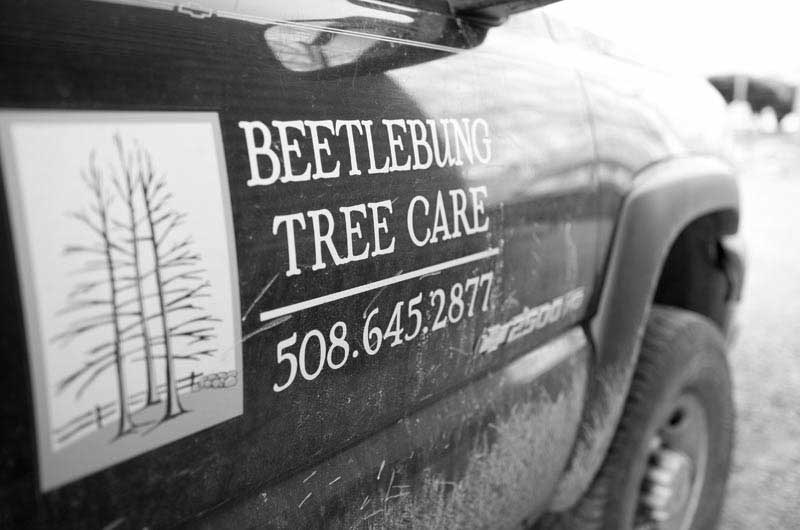 Beetlebung Tree Care and Landscape management on Martha's Vineyard