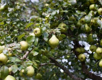 Fruit Tree Care on Martha's Vineyard