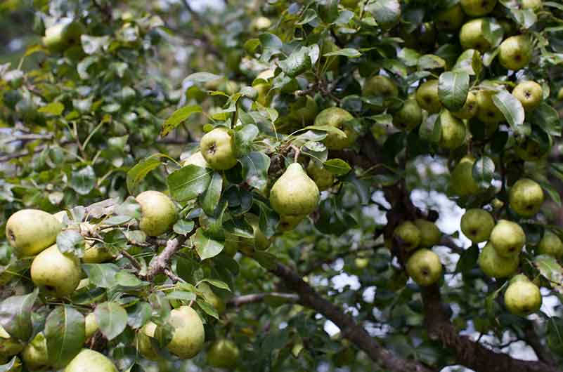 Fruit Tree Care on Martha's Vineyard