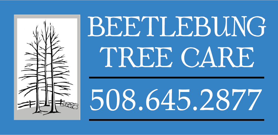Beetlebung Tree Care