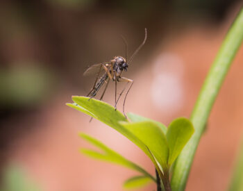 Beetlebung Tick and Mosquito Control